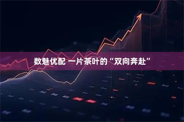 数魅优配 一片茶叶的“双向奔赴”
